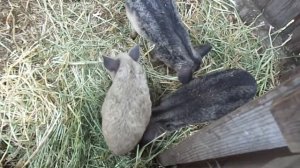 Венгерская Мангалица - ПОРОСЯТА 2 месяца  едят сухое сено! - ХОЗЯЙКА