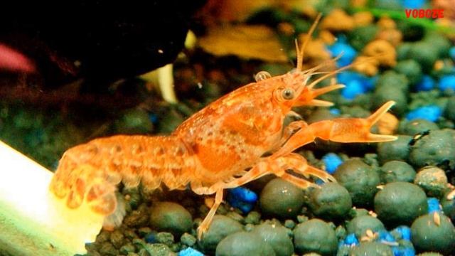 Мексиканский оранжевый карликовый рак в аквариуме. Содержание, разведение рака и поведение смотреть онлайн