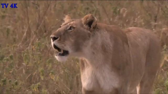 Maasai Mara National Reserve, Kenya Travel