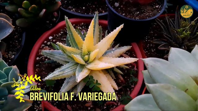 Sedum Rubrotinctum "Aurora" Poda y Presentación смотреть онлайн