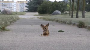 Русский той. Как воспитать собаку