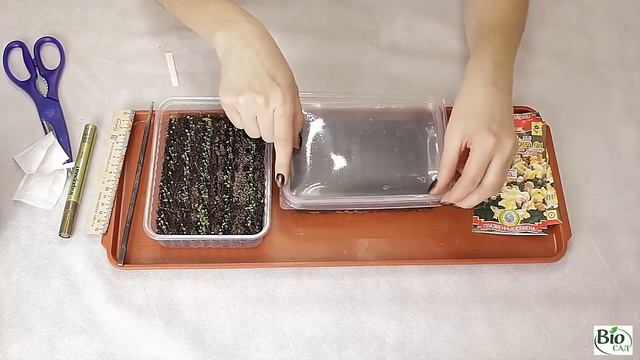 Львиный зев. Как правильно посеять львиный зев из семян.Посадка и уход.NOVA смотреть онлайн