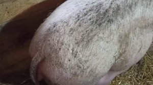 Признаки скорого опороса/Как не прозевать опорос свиноматки/На что обращать внимание перед опоросом