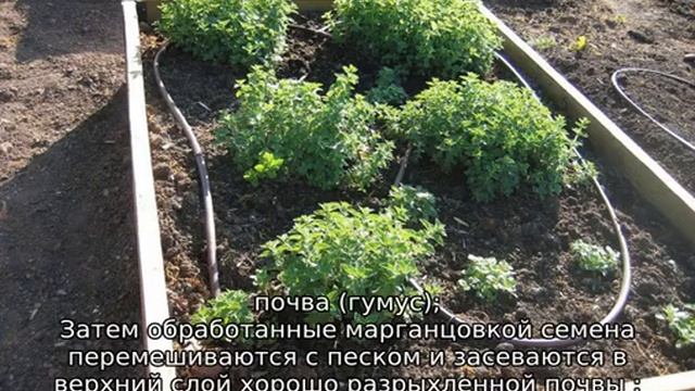 Майоран — выращивание из семян смотреть онлайн