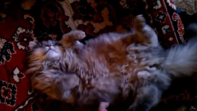 Спящий кот смотреть онлайн