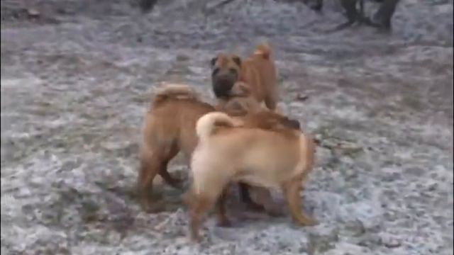 Sharpei from Ingrem Rey смотреть онлайн