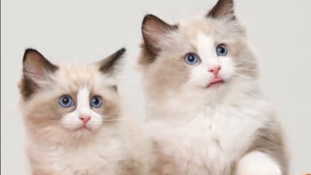 13 Reason Why You SHOULD NOT Own A Ragdoll Cat смотреть онлайн