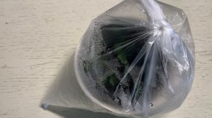 Черенкование тимьяна (чабреца) из гипермаркета зимой. 13.12.23