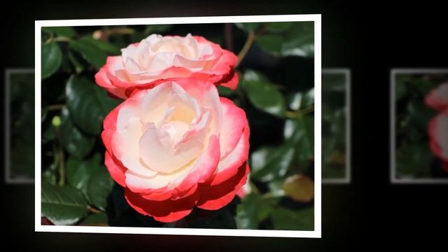 Nostalgie Rose смотреть онлайн