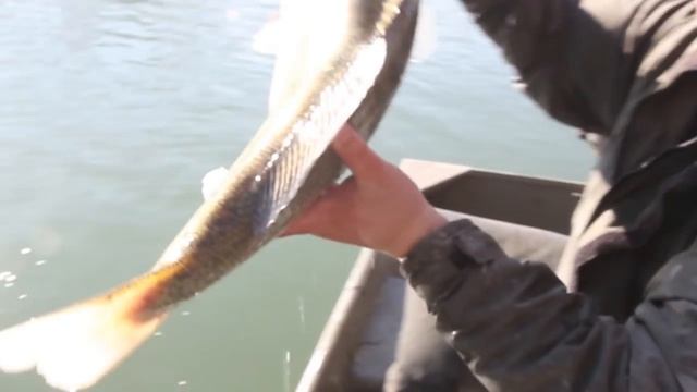 Vertical upstream zander jigging - tutorial смотреть онлайн