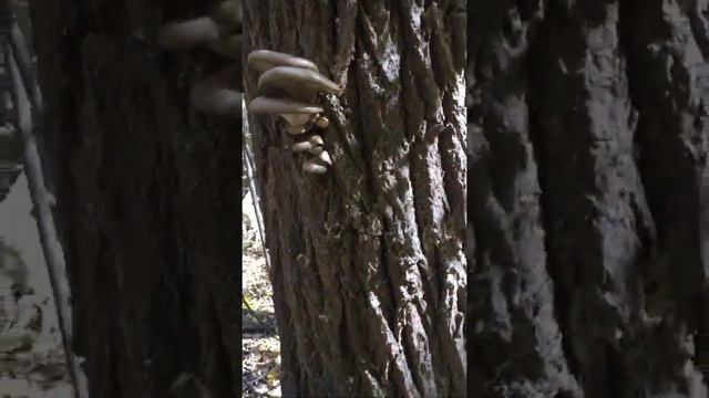 Грибы Астраханской области смотреть онлайн