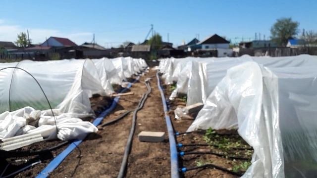 Провели капельный полив на новом участке смотреть онлайн
