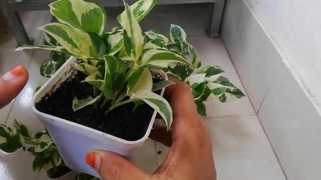 এনজয় পথোজ গাছের যত্ন।।।। N'joy pothos plant care ।।। Nursing Plants।।।। смотреть онлайн