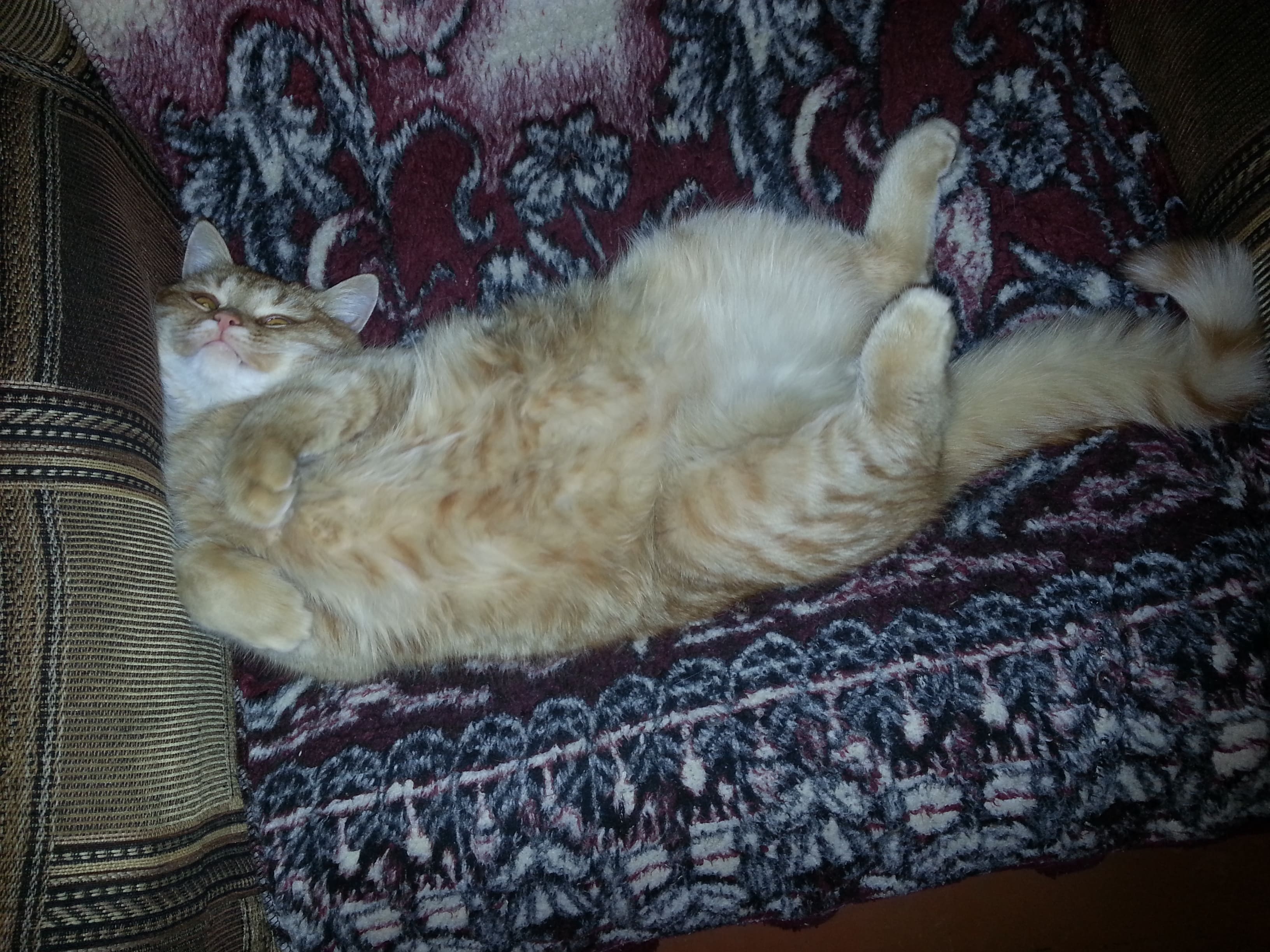 Котомания смотреть онлайн