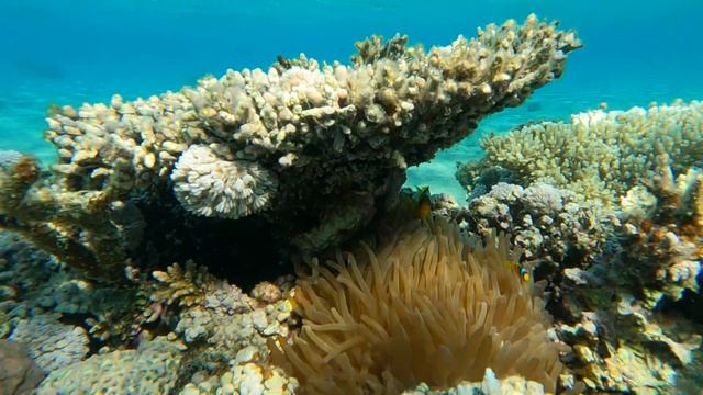 Sahl Hasheesh Clown fish on corals near Old Palas hotel смотреть онлайн