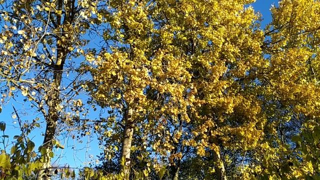 Осенний листопад на даче. Завораживающие зрелище! смотреть онлайн