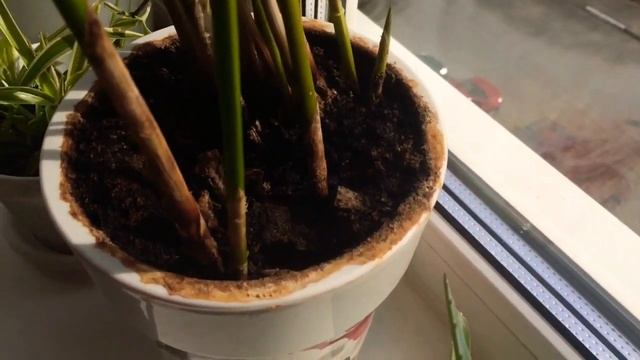 Циперус, спасение. смотреть онлайн