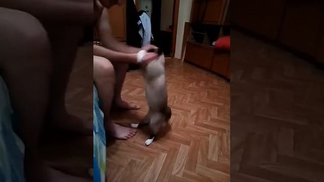 Кошка убийца, сиамская кошка, бешеный кот, кот боксер, смотреть онлайн