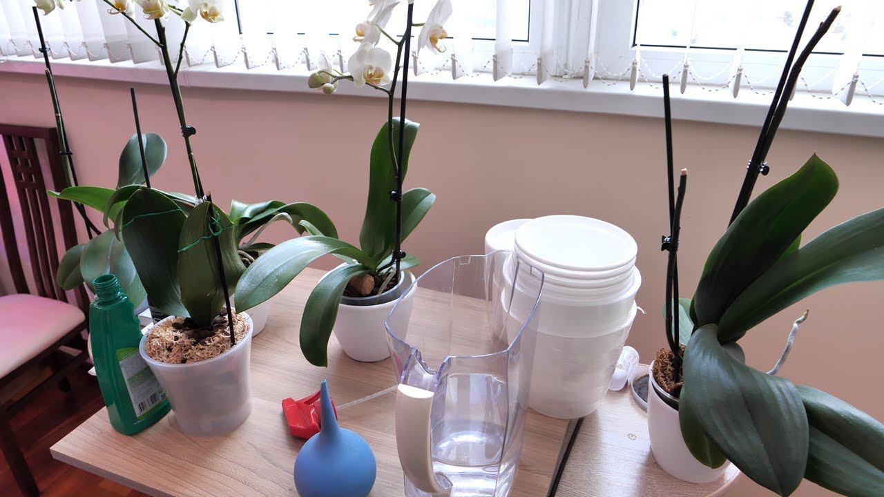 Орхидея От Валентины ЧТО С НЕЙ СЕЙЧАС / Меняю систему содержания - БЫСТРО СОХНУТ. смотреть онлайн