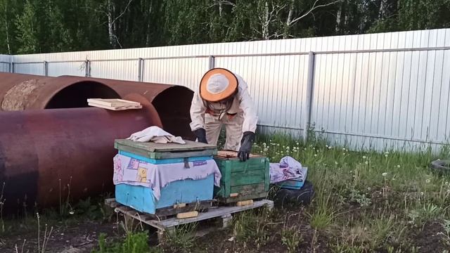Пчелосемья.Развитие.Уральский мед. Пчеловод без опыта!!! смотреть онлайн