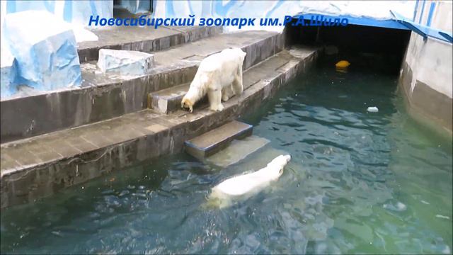 Герда наплавалась и продолжила рычать 14.05.2021 смотреть онлайн