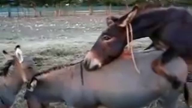 ОСЕЛ 2 смотреть онлайн