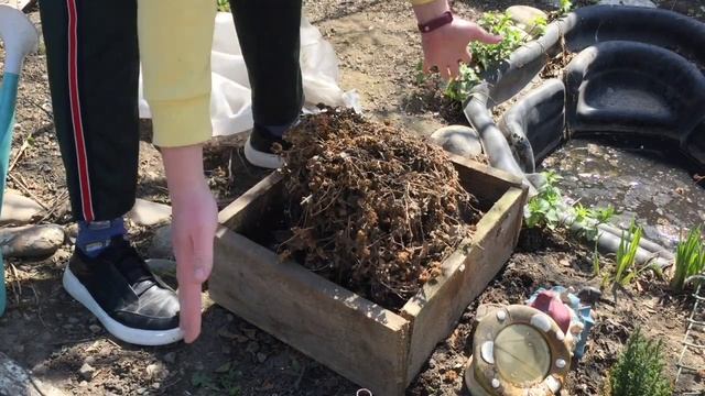 Что делать с ХРИЗАНТЕМОЙ после зимовки\ Хризантема мультифлора весной. смотреть онлайн