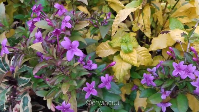 Pseuderanthemum Laxiflorum смотреть онлайн