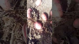 Шарвари Пирошка. Шикарный сорт картофеля, посадила 15 кг, выкопала 31,5 ведро. Честно))