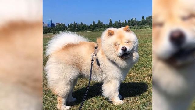 Chow Chow Dog : Dog Facts, Health Problems, Recommended Exercise смотреть онлайн