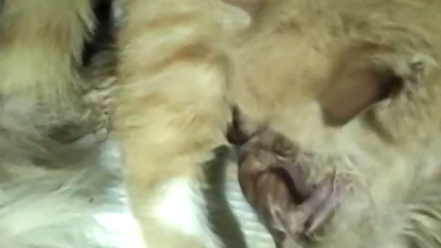 Кошка Лушенька рожает своих первенцев а кот Лакки помогает смотреть онлайн