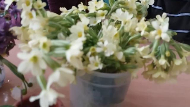 Місяць Квітень багатий на квіти! (спостереженняза медункою, цілющі властивості)... смотреть онлайн