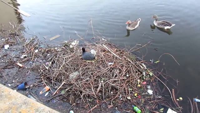 Лысу́ха (лат. Fulica atra), англ. The Eurasian Coot. Лысуха отпугивает серых гусей от гнезда. смотреть онлайн