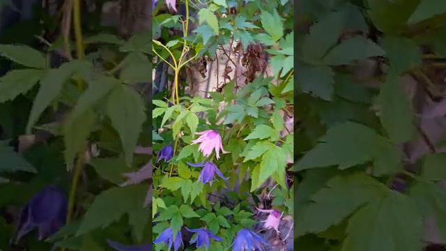 княжики и ели цветут смотреть онлайн