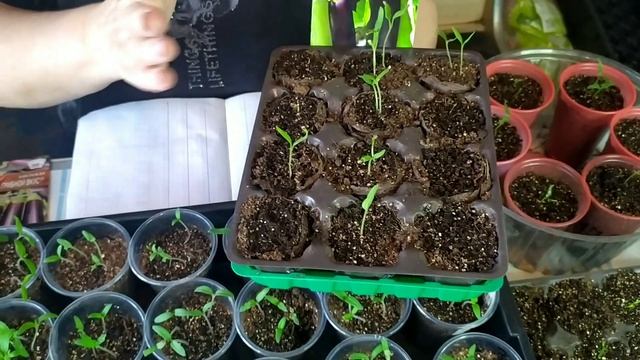 Первые всходы на 22 февраля. смотреть онлайн