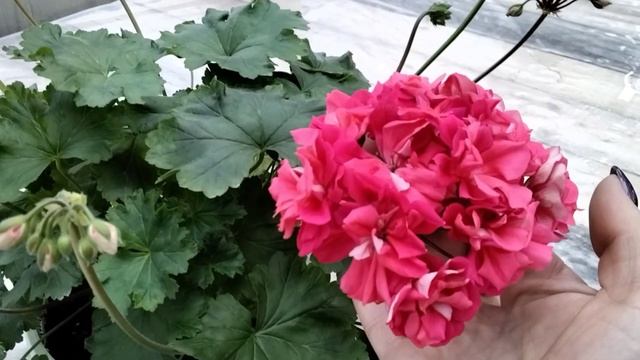 #252.Представляю Вашему вниманию селекцию Ирины Яшиной. Сорт Ириол-Вермильон! смотреть онлайн