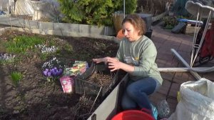 Секретная посадка лилий для роскошного цветения! Как сажать лилии