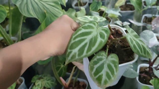 monstera pinnatipartita variegata trend aroid 2023 смотреть онлайн