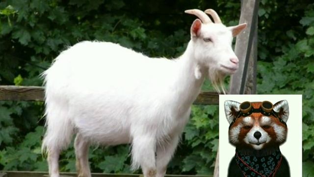 Детские загадки про животных от космического енота смотреть онлайн