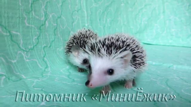 Ежата "Ф", дата рождения 19.08.17г. смотреть онлайн