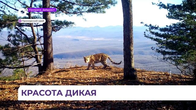 Портрет дикой кошки из нацпарка «Земля леопардов» покорил сердца миллионов пользователей соцсетей смотреть онлайн
