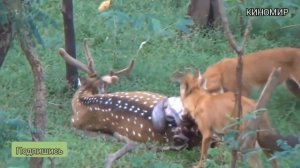 (Индия) Дикие собаки поедают живьём оленя