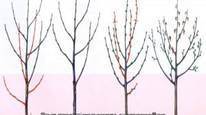 Как посадить вишню весной саженцами