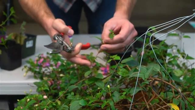 😀 Taking Fuchsia Cuttings - SGD 184 😀 смотреть онлайн