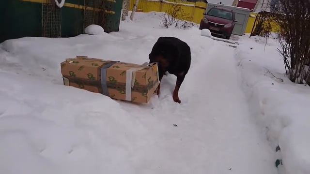 РОТВЕЙЛЕР ПРИНОСИТ В ДОМ ЕЛКУ И ИГРУШКИ.РиК 7 смотреть онлайн
