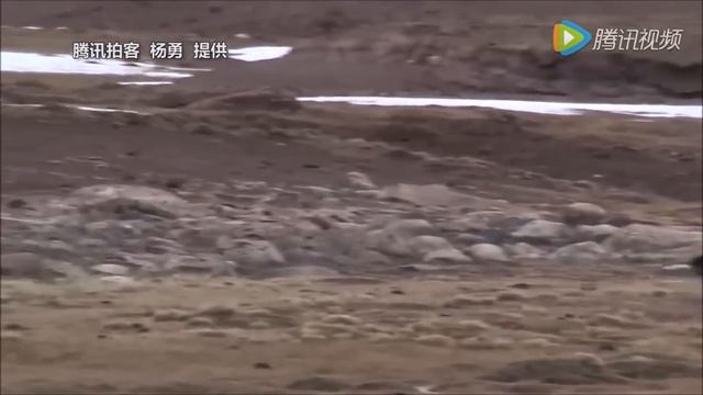 Lone Wolf vs 5 Dogs смотреть онлайн