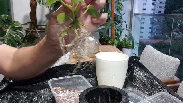 Repotting my Anthurium luxurians x crystallinum in semi-hydro смотреть онлайн