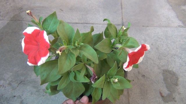 Know The Right Way to Grow & Care for Petunia Plant смотреть онлайн