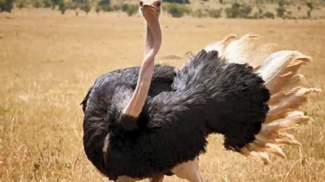 Top 10 Dangerous Animals In The World смотреть онлайн