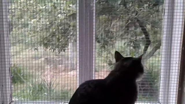 Посадили кота за решётку #mypet #мойпитомец #кот #cat #смешныеживотные #funnyvideo смотреть онлайн